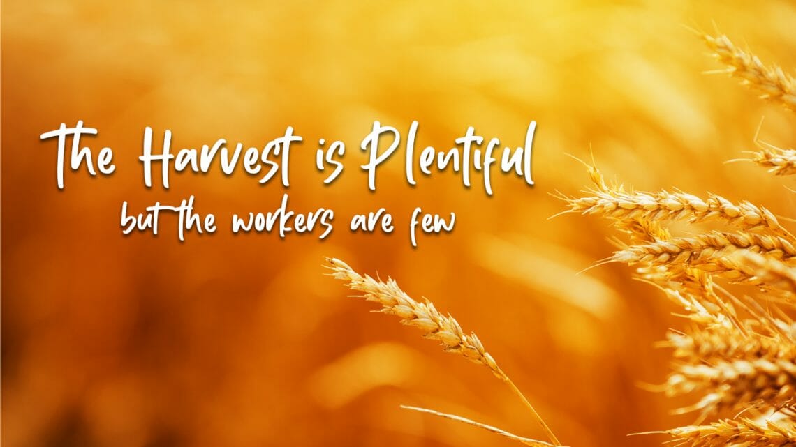 The Harvest is Plentiful but the Workers are Few - Training Authors