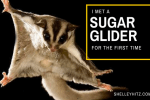 sugar gliders