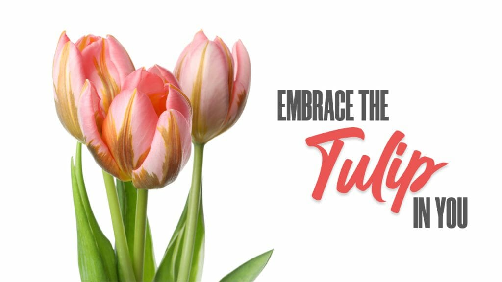 embrace-the-tulip-in-you